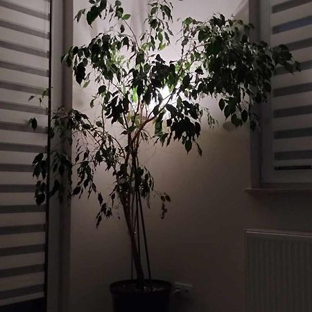 Apartament Zielone Zamienie Bagian luar foto